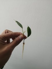Ficus Benjamina Exotica kořenící řízek