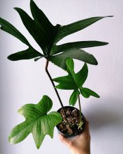 Philodendron Pedatum A