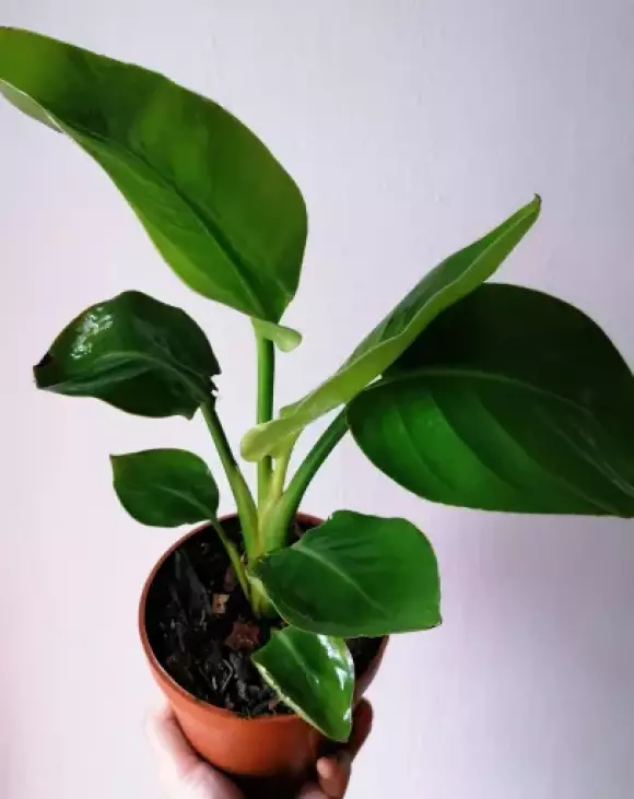 Strelitzia Reginae