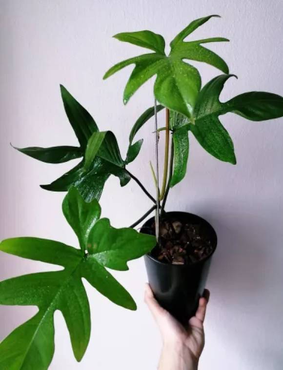 Philodendron Pedatum B