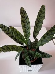 Calathea Lancifolia