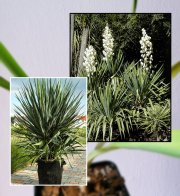 Yucca Gloriosa