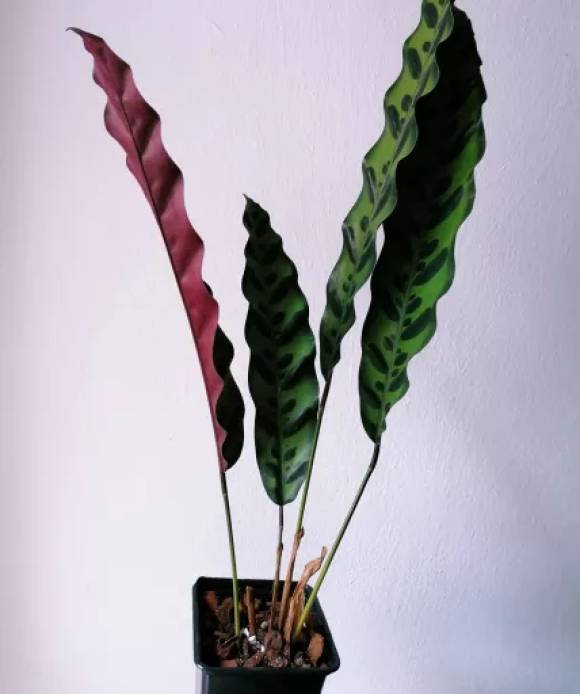 Calathea Lancifolia