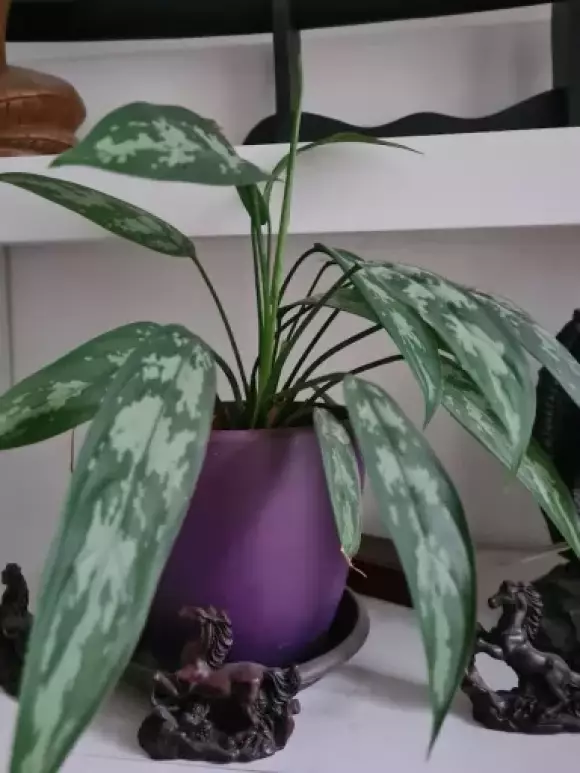 aglaonema maria