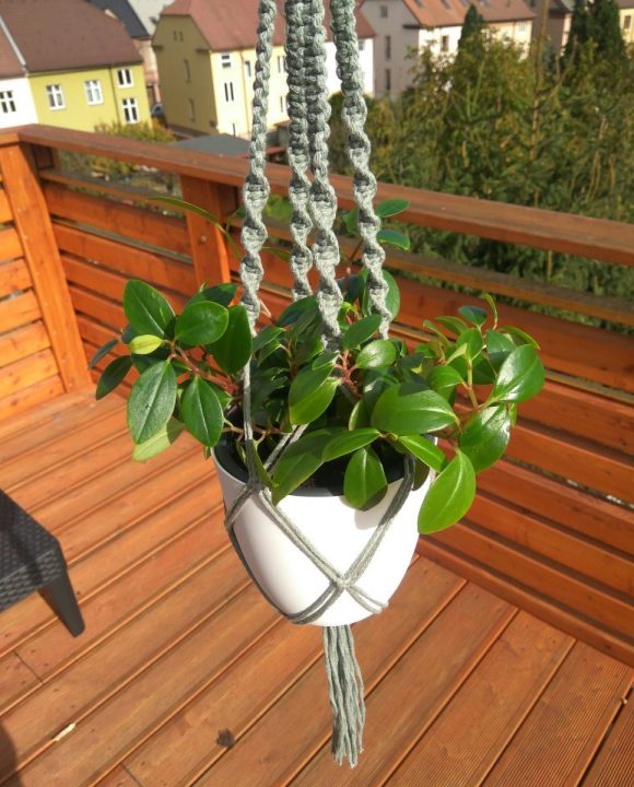 Peperomia v závěsném květináčku