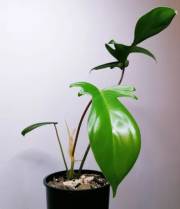 Philodendron Florida