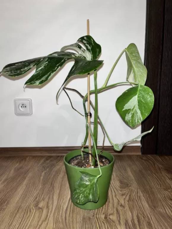 Monstera albo variegata - panašovaná monstera