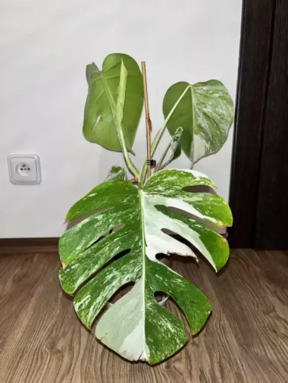 Monstera albo variegata - panašovaná monstera