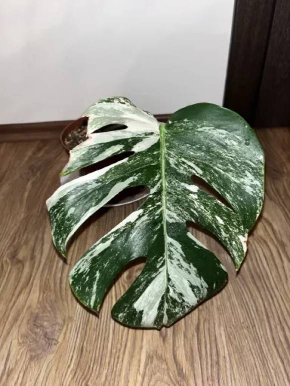 Monstera albo variegata