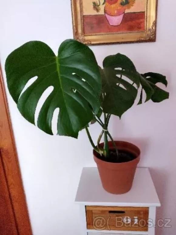 Monstera