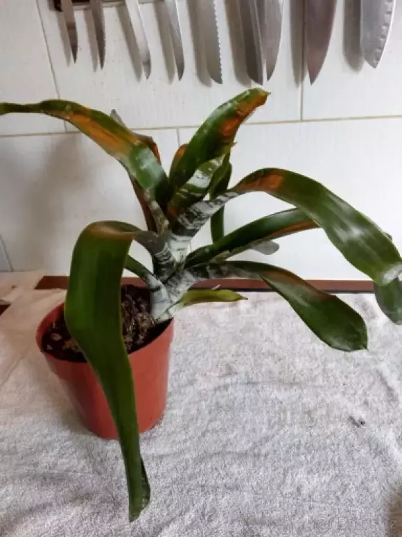 Aechmea svážlivá