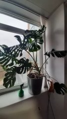 Monstera deliciosa