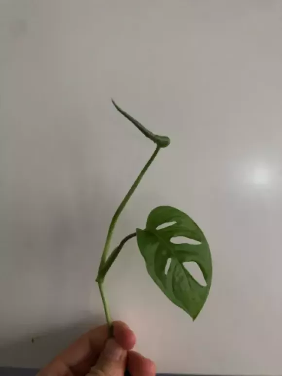 Řízek Monstera Adansonii