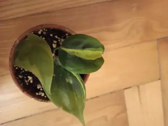 Philodendron cream splash 🌱