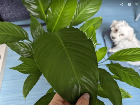 Spathiphyllum Big