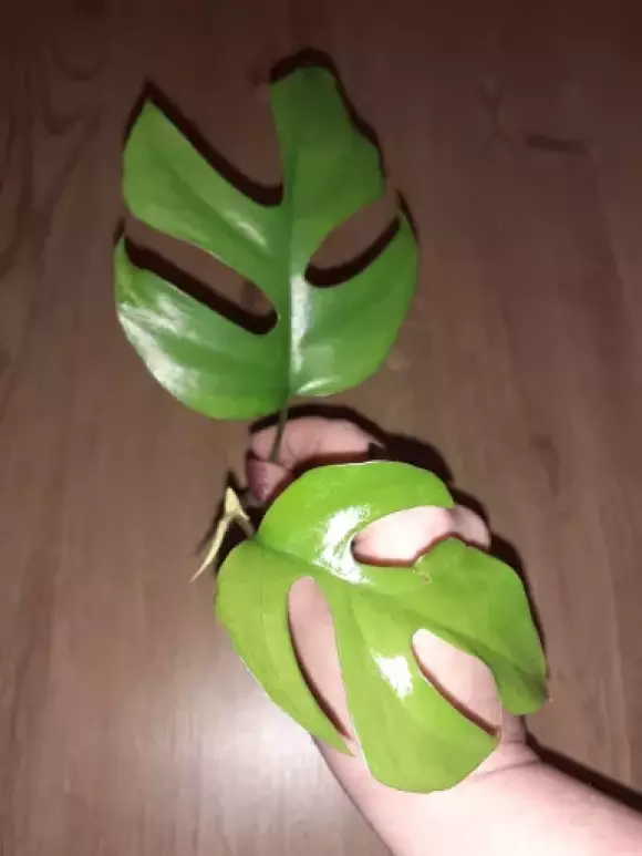 Rhaphidophora tetrasperma ´Monstera minima´ - řízek k zakořenění