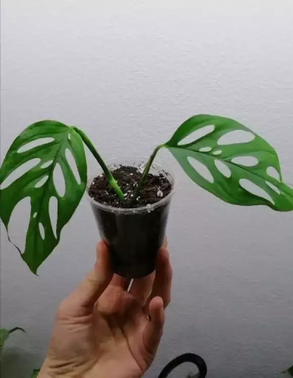 monstera ssp. laniata