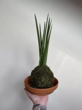 Kokedama Sansevieria