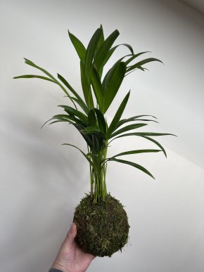 Kokedama Areca palm