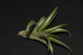 Tillandsia brachycaulos multiflora