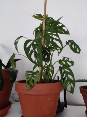 Monstera adansonii / Swiss cheese plant / Monkey mask