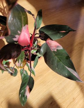 Philodendron Pink Princess