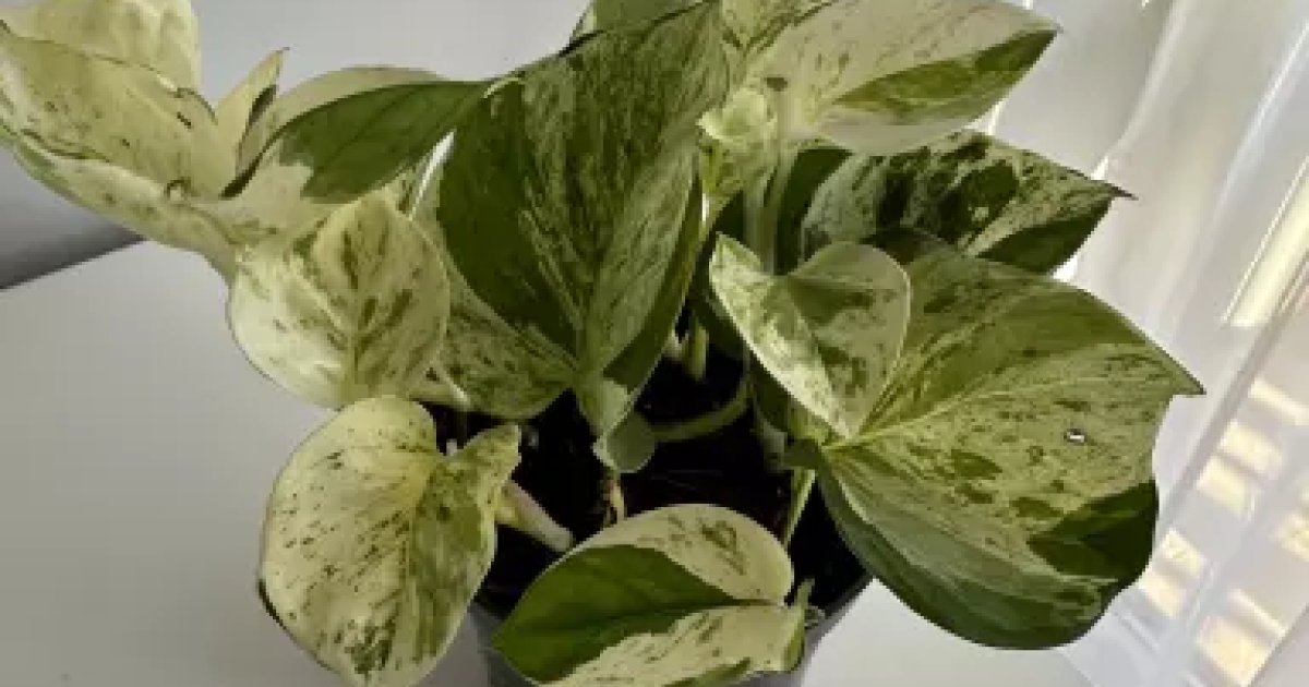 epipremnum happy leaf | Aukce rostlin