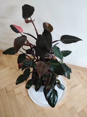 PHILODENDRON PINK PRINCESS