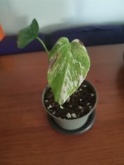 IMG_20221108_083523.jpg