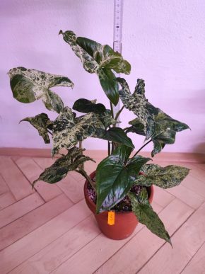 SYNGONIUM MOJITO