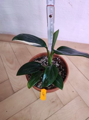 PHILODENDRON COBRA