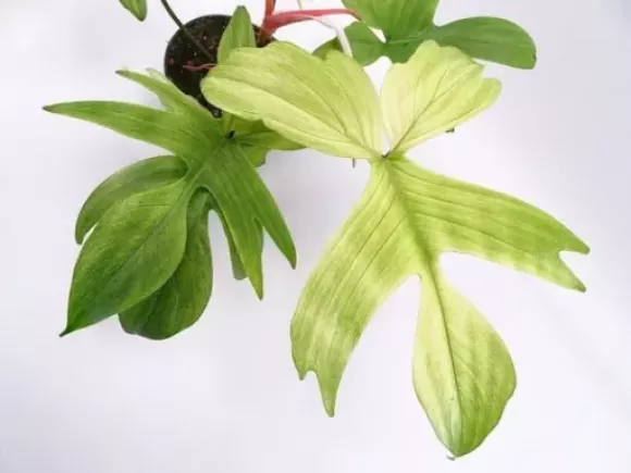 philodendron-florida-ghost-kamerplant-177_540x.webp