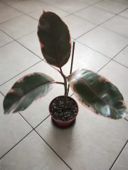 IMG_20221112_082225.jpg