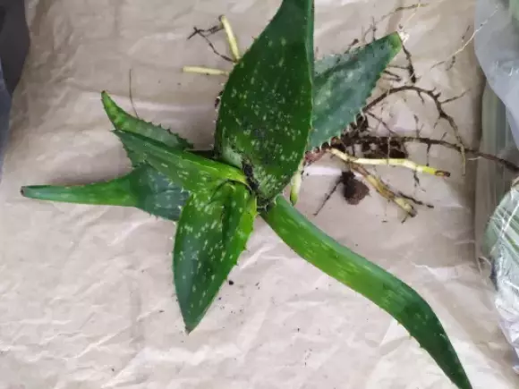 Aloe maculata.webp