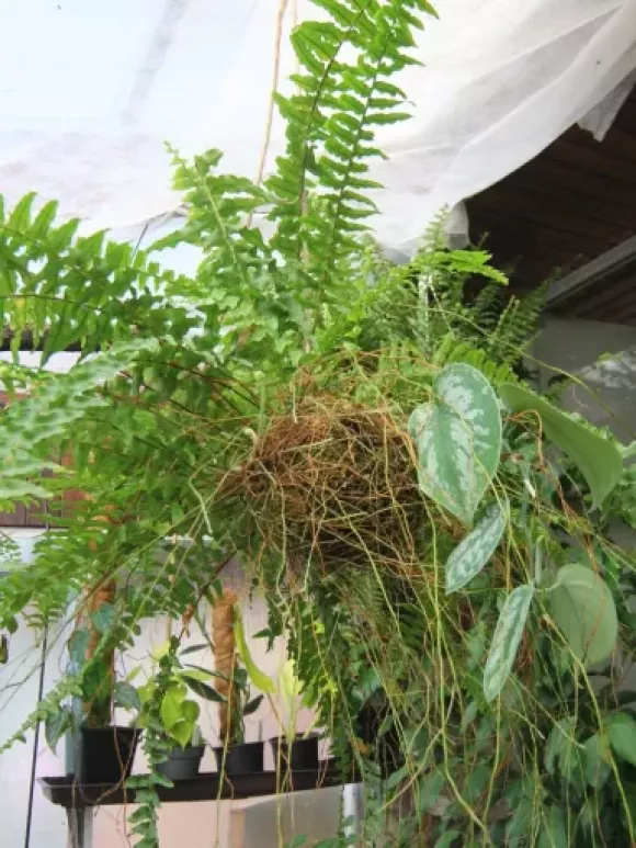 Kokedama 12 cm a Scin. pict. Trebie.webp