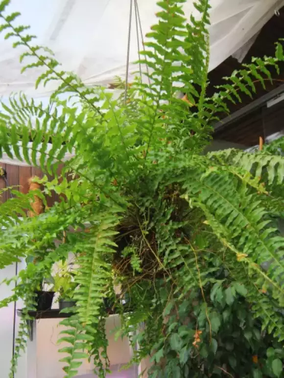 Kokebana 14 cm s Anturiem.webp