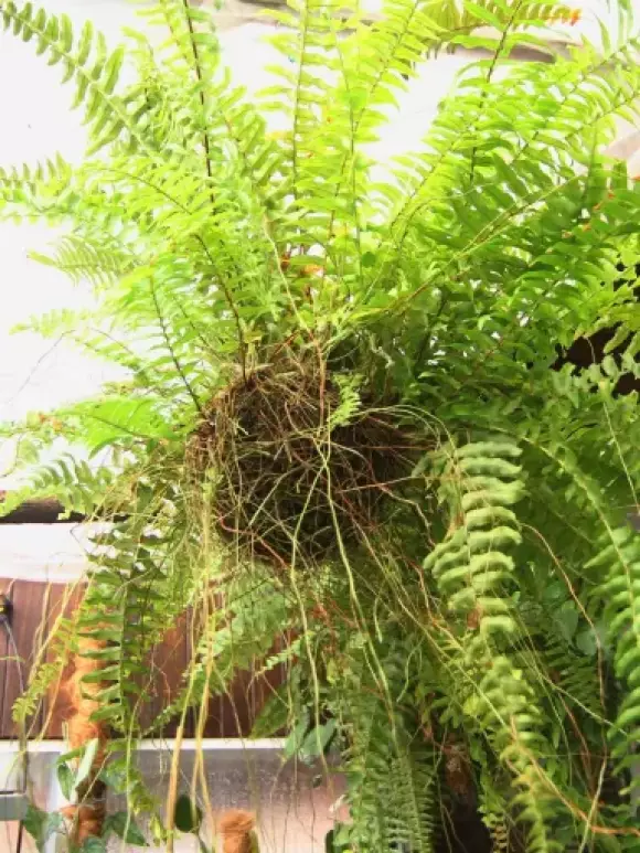 Kokedama 12 cm jen sleziník.webp