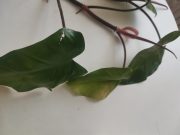 IMG_20221027_164828.jpg