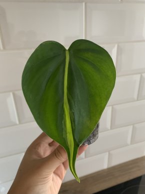 Philodendron “Brazil”