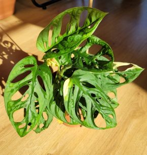 Monstera adansonii variegata