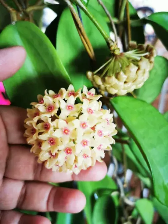hanhiae-yellow.webp