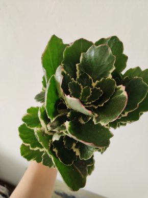 Kalanchoe variated