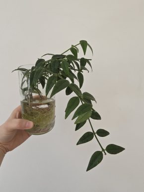 Hoya bella - řízek