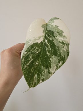 Monstera Deliciosa albo variegata