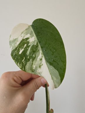 Monstera Deliciosa albo variegata