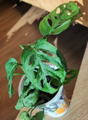 Monstera Adansonii