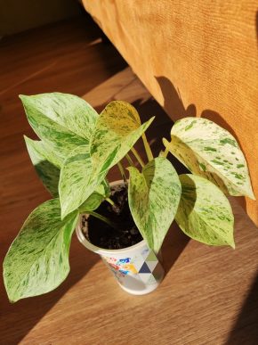 Epipremnum Snow Queen