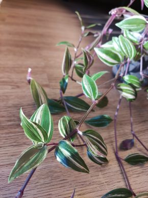Tradescantia albiflora RAINBOW 🌸