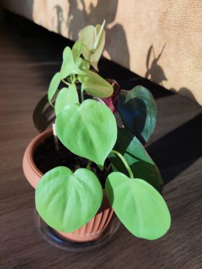 Philodendron Lemon lime