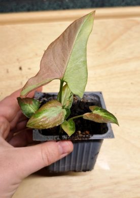 Syngonium 'Orm Nagpum Variegata'